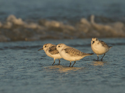 Drieteenstrandloper / Sanderling / Calidris alba 
