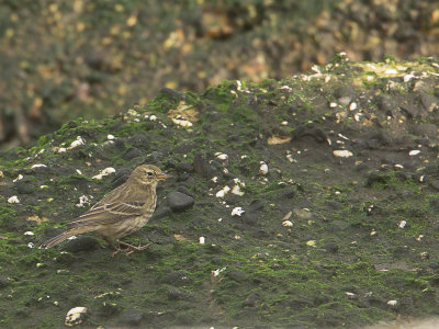 Oeverpieper / Rock Pipit / Anthus petrosus 