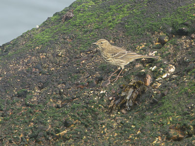 Oeverpieper / Rock Pipit / Anthus petrosus 
