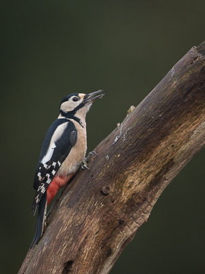 Grote Bonte Specht / Great Spotted Woodpecker / Dendrocopos major 