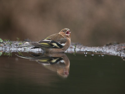 Vink / Chaffinch / Fringilla coelebs 