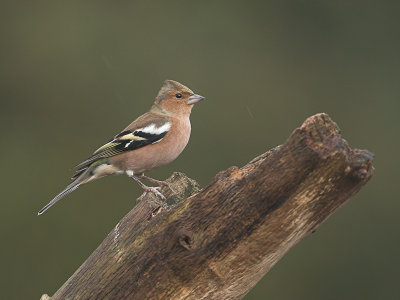 Vink / Chaffinch / Fringilla coelebs 