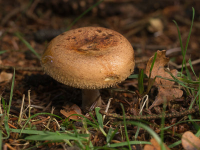 Paxillus involutus / Gewone krulzoom / Brown roll-rim