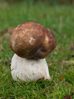 Boletus edulis / Gewoon eekhoorntjesbrood / Penny bun