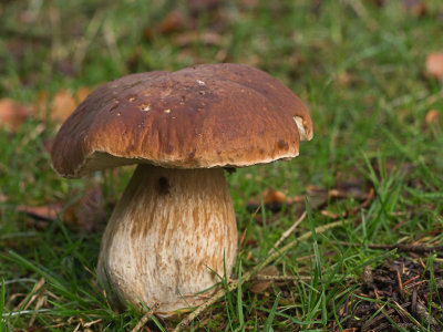 Boletus edulis / Gewoon eekhoorntjesbrood / Penny bun