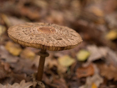Macrolepiota olivieri / Sombere knolparasolzwam / Shaggy parasol