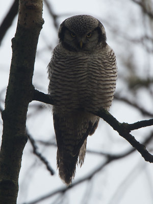 Sperweruil / Northern Hawk-Owl / Surnia ulula