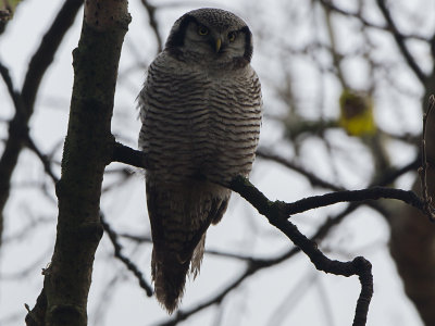 Sperweruil / Northern Hawk-Owl / Surnia ulula