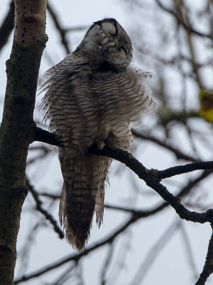 Sperweruil / Northern Hawk-Owl / Surnia ulula
