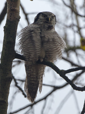 Sperweruil / Northern Hawk-Owl / Surnia ulula
