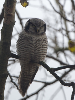 Sperweruil / Northern Hawk-Owl / Surnia ulula