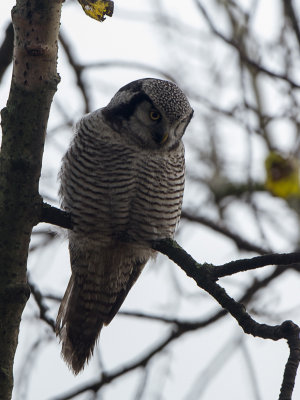 Sperweruil / Northern Hawk-Owl / Surnia ulula