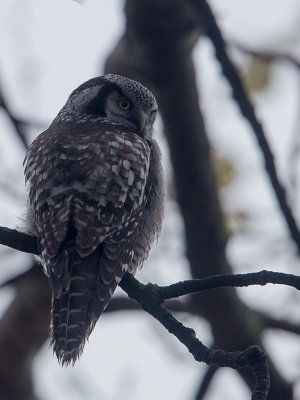 Sperweruil / Northern Hawk-Owl / Surnia ulula