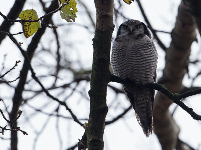 Sperweruil / Northern Hawk-Owl / Surnia ulula