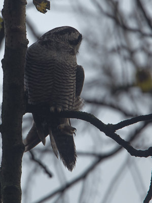 Sperweruil / Northern Hawk-Owl / Surnia ulula