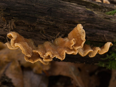 Stereum hirsutum / Gele kostzwam / False Turkey Tail