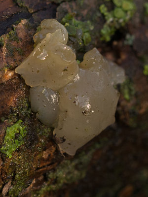 Exidia nucleata / Klontjestrimzwam / Crystal Brain