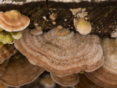 Lenzites betulinus / Fopelfenbankje / The Gilled Polypore
