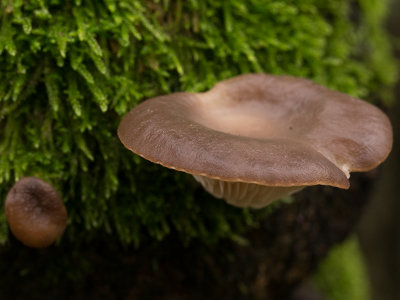 Pleurotus ostreatus / Gewone oesterzwam / Oyster Mushroom