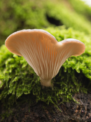 Pleurotus ostreatus / Gewone oesterzwam / Oyster Mushroom