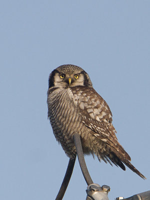 Sperweruil / Northern Hawk-Owl / Surnia ulula