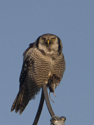 Sperweruil / Northern Hawk-Owl / Surnia ulula