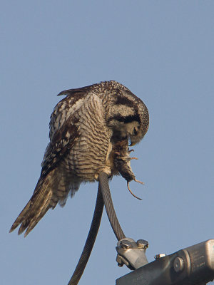 Sperweruil / Northern Hawk-Owl / Surnia ulula
