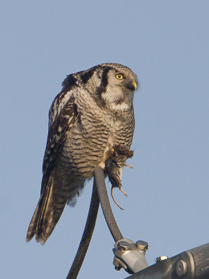Sperweruil / Northern Hawk-Owl / Surnia ulula
