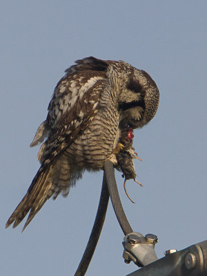 Sperweruil / Northern Hawk-Owl / Surnia ulula