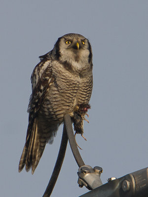 Sperweruil / Northern Hawk-Owl / Surnia ulula