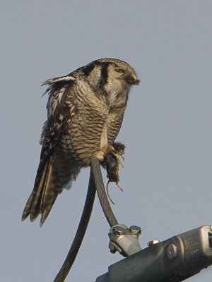 Sperweruil / Northern Hawk-Owl / Surnia ulula