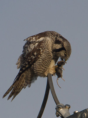 Sperweruil / Northern Hawk-Owl / Surnia ulula