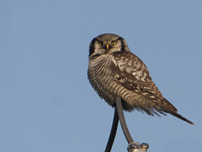 Sperweruil / Northern Hawk-Owl / Surnia ulula