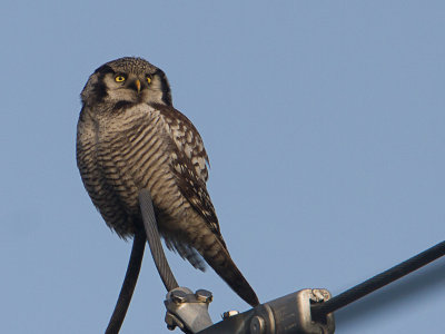Sperweruil / Northern Hawk-Owl / Surnia ulula
