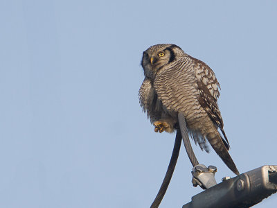 Sperweruil / Northern Hawk-Owl / Surnia ulula