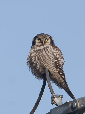 Sperweruil / Northern Hawk-Owl / Surnia ulula