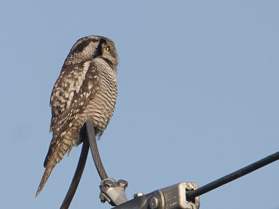 Sperweruil / Northern Hawk-Owl / Surnia ulula