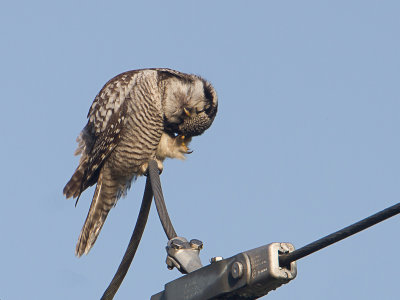 Sperweruil / Northern Hawk-Owl / Surnia ulula