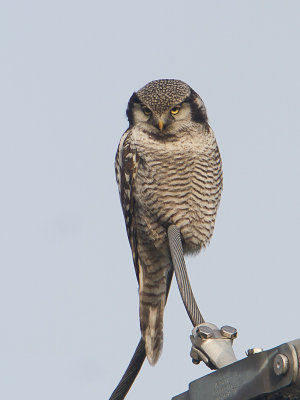 Sperweruil / Northern Hawk-Owl / Surnia ulula