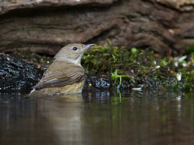 Tuinfluiter / Garden Warbler / Sylvia borin