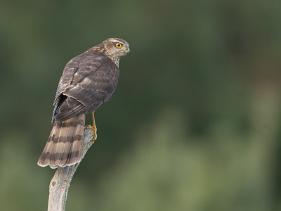 Sperwer / Eurasian sparrowhawk / Accipiter nisus