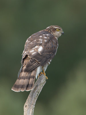 Sperwer / Eurasian sparrowhawk / Accipiter nisus