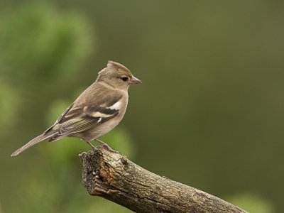 Vink / Chaffinch / Fringilla coelebs 