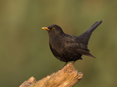 Merel / Common Blackbird / Turdus merula 