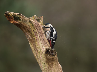 Grote Bonte Specht / Great Spotted Woodpecker / Dendrocopos major 