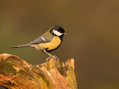 Koolmees / Great Tit / Parus major 