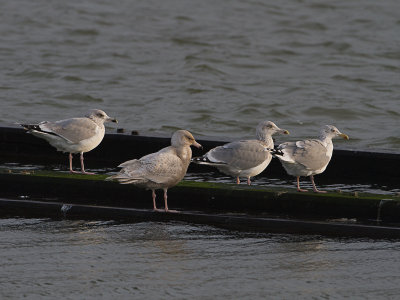 Grote burgemeester  / Glaucous Gull / Larus hyperboreus