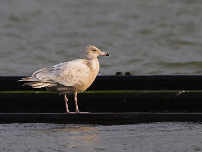 Grote burgemeester  / Glaucous Gull / Larus hyperboreus