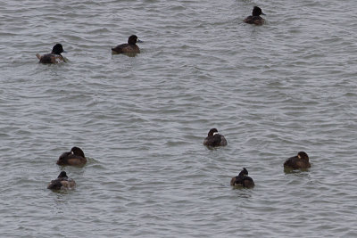 Topper / Greater Scaup / Aythya marila