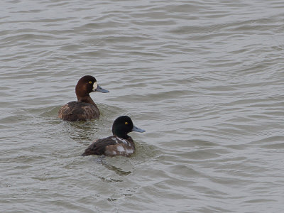 Topper / Greater Scaup / Aythya marila 
